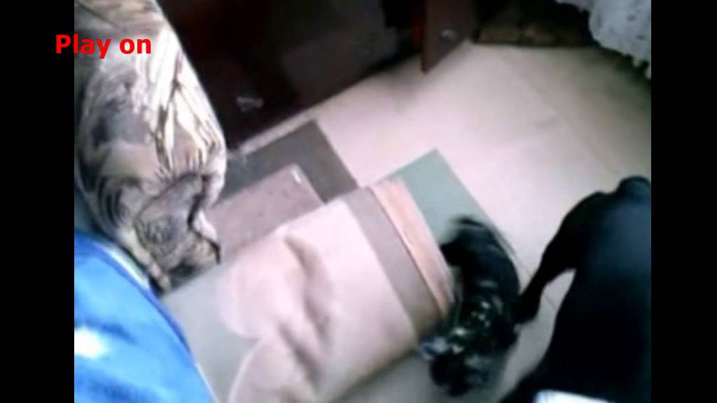 French Bulldog compilation #8. August 2015