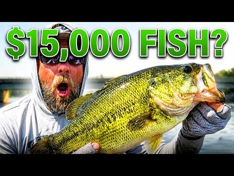 From 0 Fish to THIS (Tournament Save)