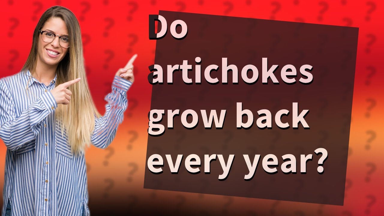 Do artichokes grow back every year? YouTube