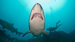 Vanishing Grey Nurse Shark