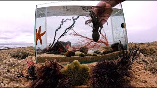 Making A Tide Pool Aquarium
