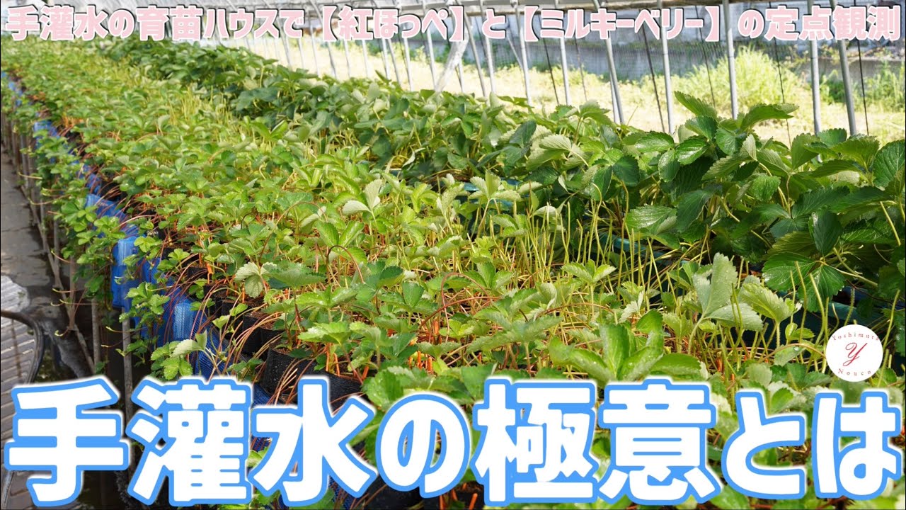 Strawberry cultivation] Fixed-point observation of hand-irrigated