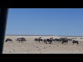 Etosha  wildlife coming in for drink. Part#4.