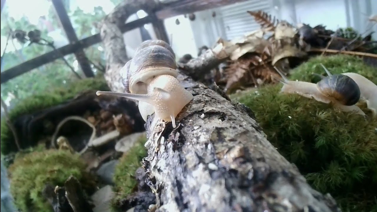 Live | Snail Home 🐌🌿 Cozy Terrarium • Tiny Lives