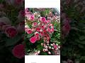 climbing pink rose plant from meesho #shorts