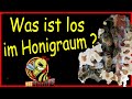 Was ist los im Honigraum ?