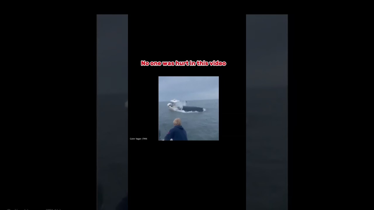 Part 4: Craziest animal encounters 