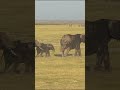 Why elephants need Room to Roam