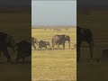 Why elephants need Room to Roam