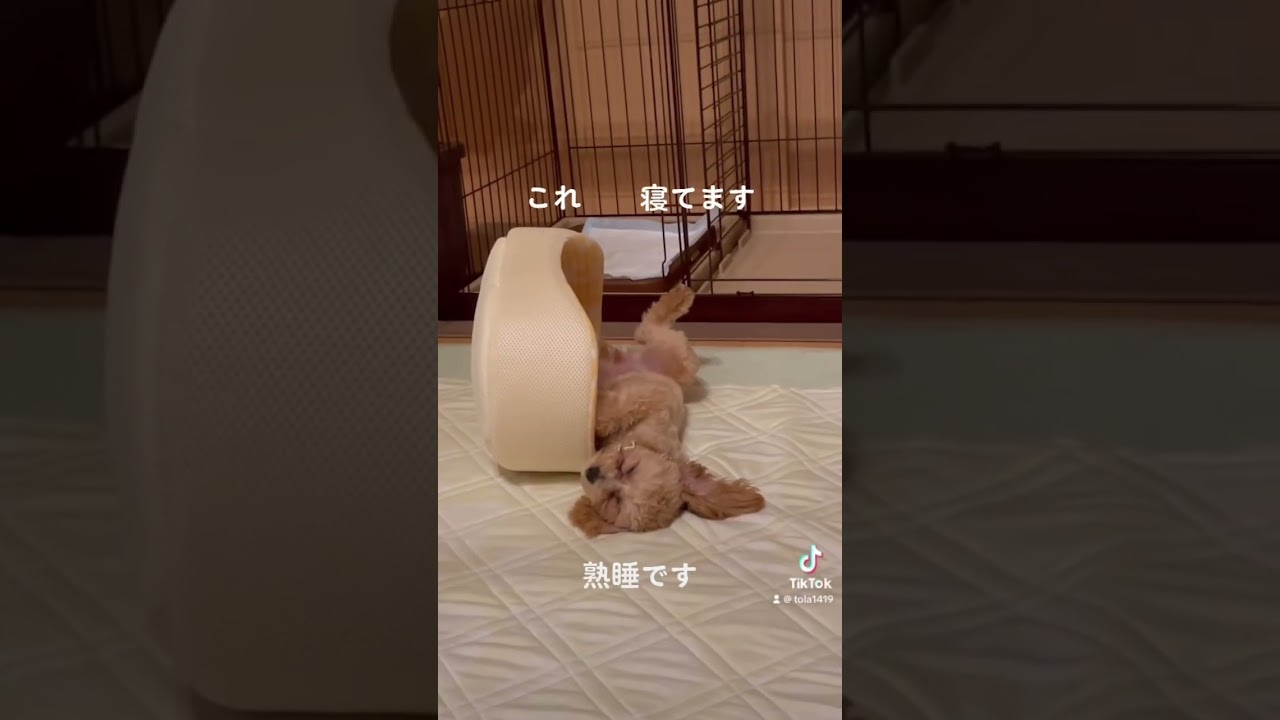 うちに来て3ヶ月のポムはどこでも寝れます（笑） 