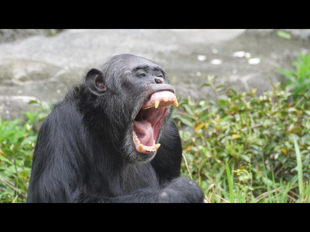 Jun, Chico, and Cherry's afternoon snack. Hamamatsu City Zoo