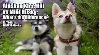 Alaskan Klee Kai Vs Mini Husky Whats The Difference? How Are They Similar?