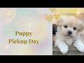 Puppy Pickup Day