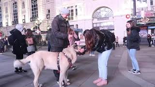 Türkiye’den getirilen çoban köpeği Londra’da büyük ilgi gördü