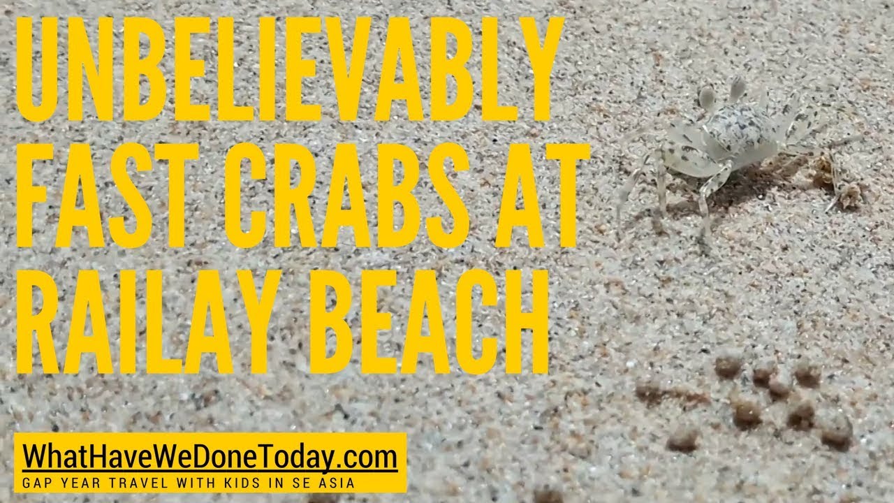 Unbelievably fast running and burrowing crabs at Railay Beach in Thailand