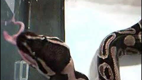 Royal Python feeding (part1)