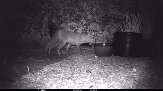 Wildlife Camera - Different angle - 20210314 to 20210317