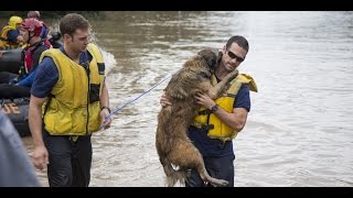 Amazing Dog Rescue and Transformation Compilation || Heartbreaking Dog Rescue Videos 2016 by Susan Smith 2,700 views 7 years ago 13 minutes, 13 seconds