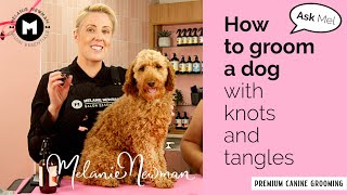 How to groom a Cavoodle with knots and tangles.