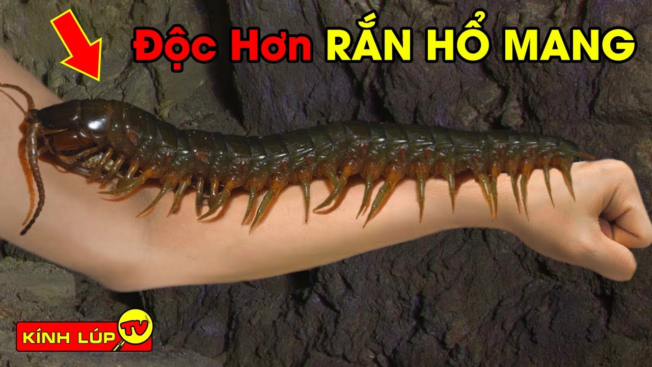  Rắn Hổ Mang Chúa Cũng Phải Lẩn Tránh Khi Đối Mặt Với 7 Con Quái ...