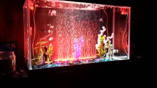 nogmaals verontschuldigen Tot ziens LED Bubble Wall in my Goldfish Aquarium - YouTube