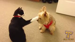 You Should Have A Cat Funniest Cat Videos Ever 2017