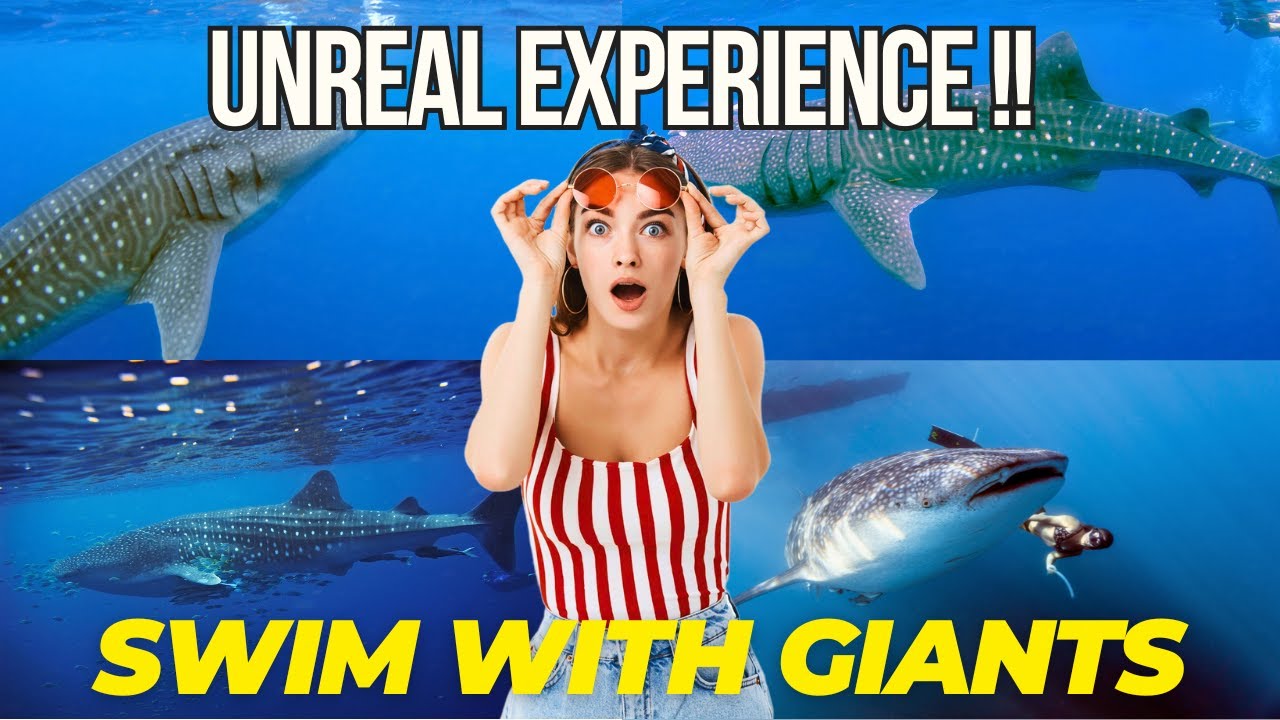 4 Best Places to Swim with Whale Sharks in Indonesia! 🦈🌊