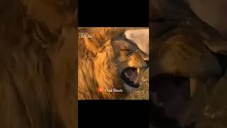 Cat Bite Booty Of Girl