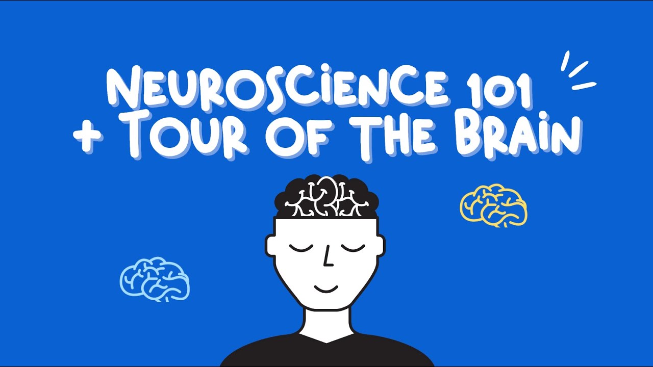Neuroscience 101: Tour of the brain