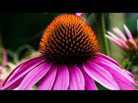 Video: Cvijeće I Biljke Koje Su Sigurne Za Pse
