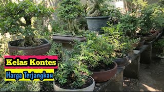 CALON KONTES‼️CEK HARGA BONSAI DI RUMAH PAS PIAN