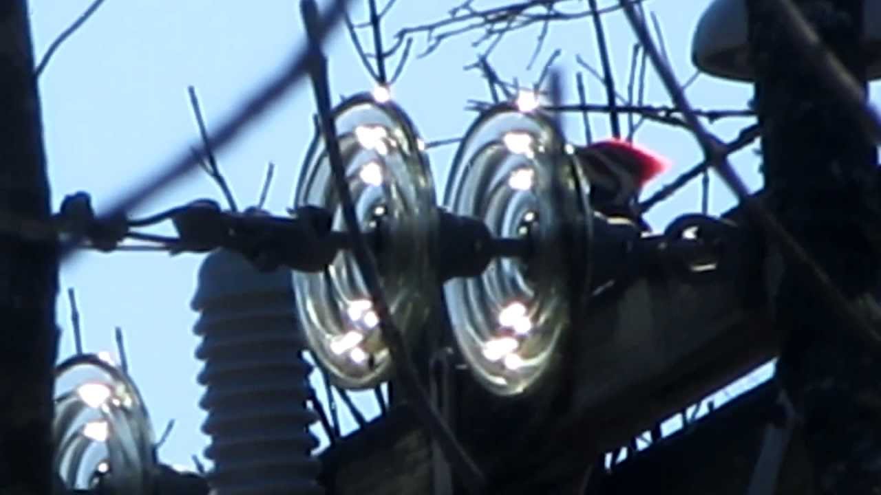 Pileated Woodpecker on Top of Utility Pole YouTube