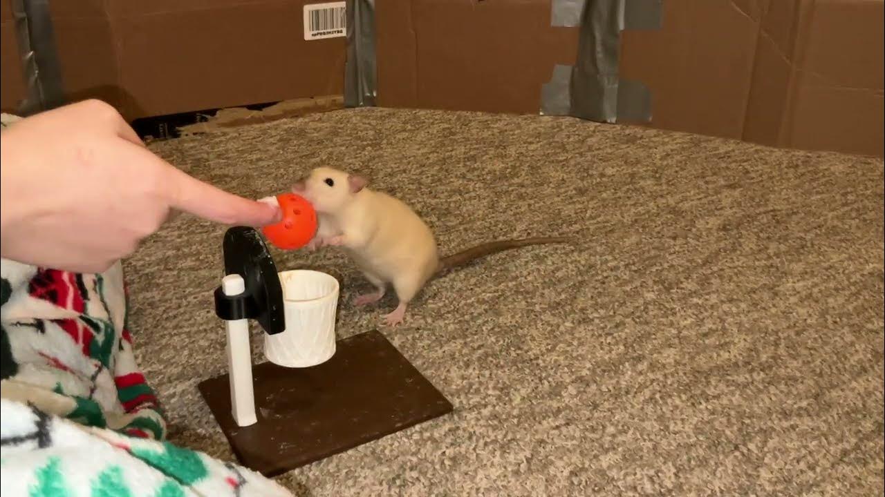 My pet rat Popcorn is learning to play basketball! YouTube
