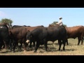 RA Brown Ranch 2011 - Superior Productions