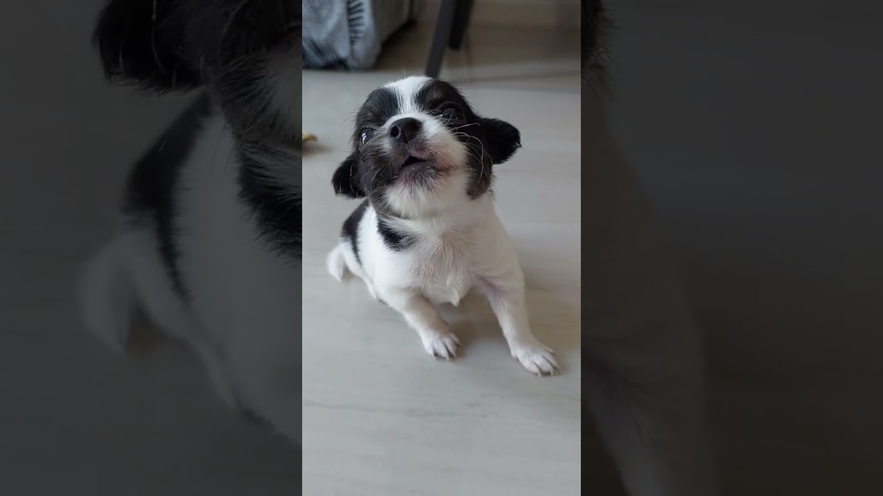เสียงลูกหมาน่ารัก #dog #สี่ขาแสนรัก #catlover