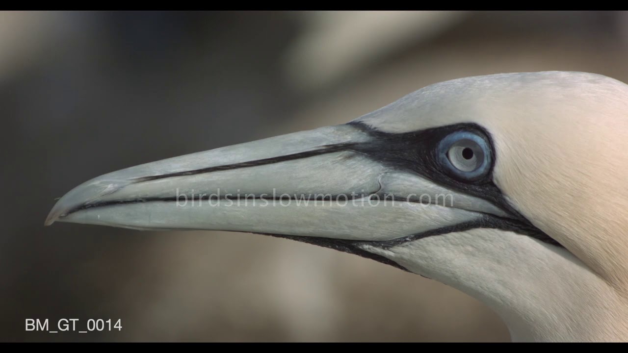 Gannet beak, eye close up - birdsinslowmotion.com