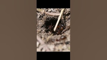 Macro lens video ants #shorts #short #shortvideo