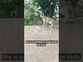 #cat #cats #catvideos #viral #petsvlog #usa #trending