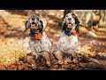 Woodcock hunting | Montenegro | 2019 |  Caccia alla beccaccia | English setter | Lov šumske šljuke |