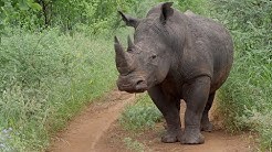 “The Special Northern Five Species”- Amazing Wildlife Safari in Meru National Park, Kenya 2018 (4K)