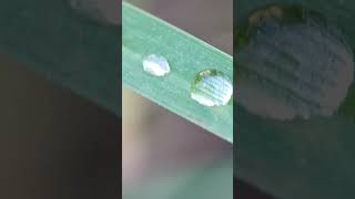The Glass-Like Beauty of Nature #Shorts #Macro #MorningDew #Nature #ASMR #Cinematic #Relaxation
