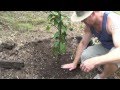 HOW TO GROW A LEMON TREE