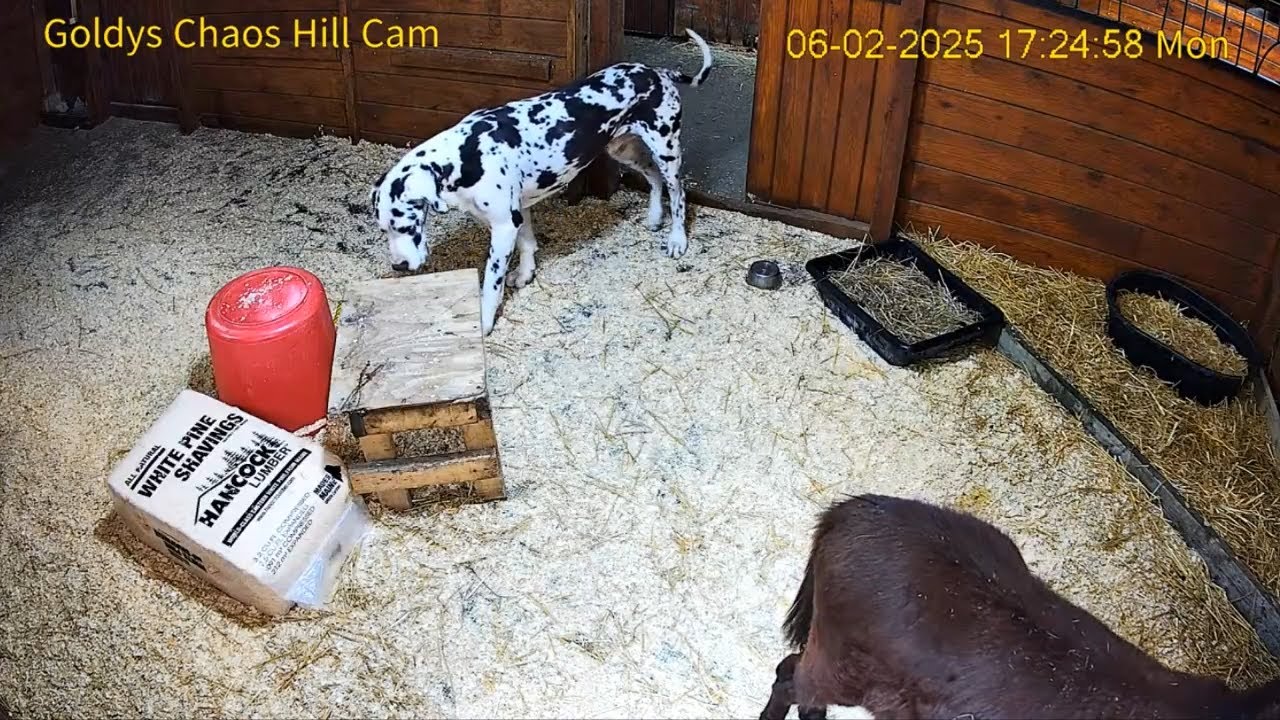 250602 Angus Larky Check Out Chaos Hill -Goldy's Farm (YT 1731)