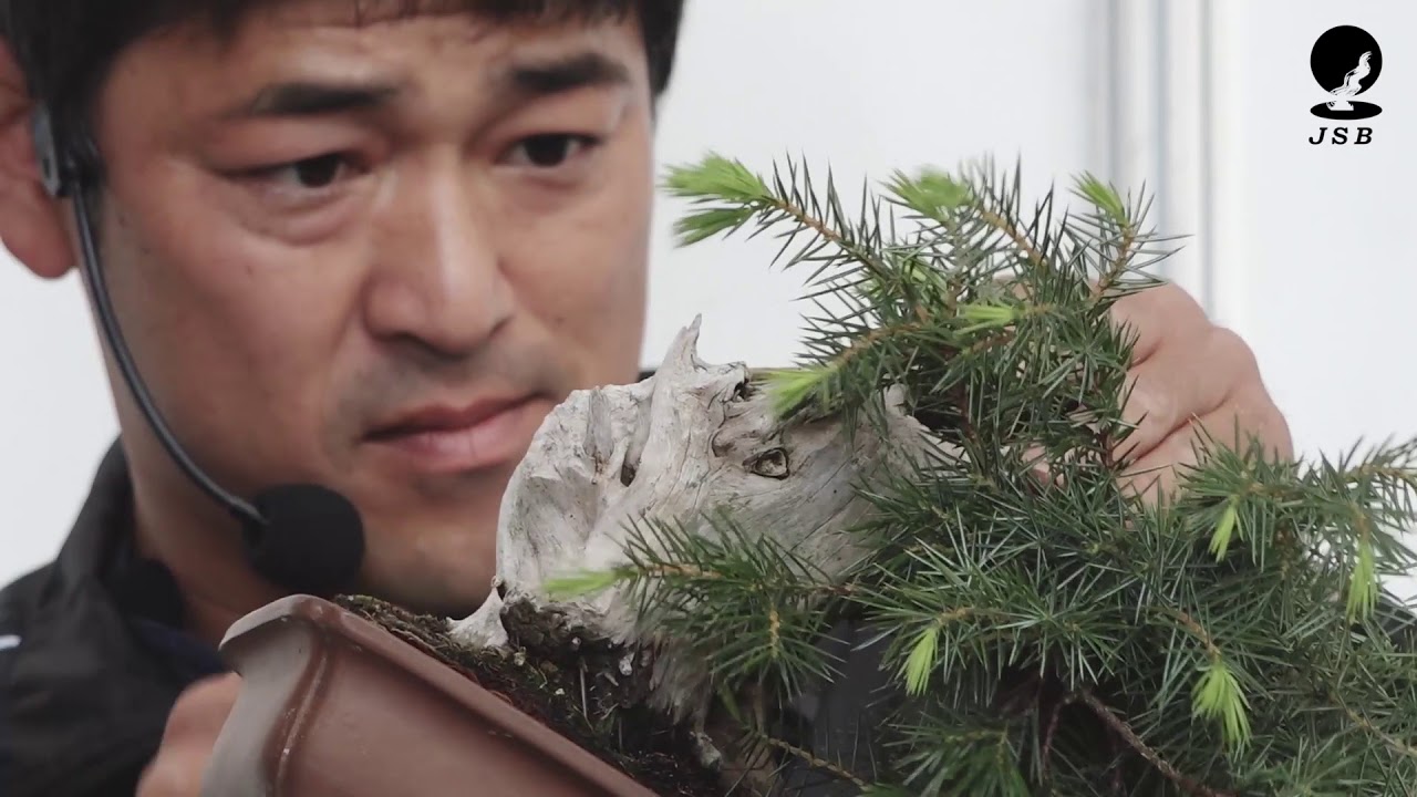 小品盆栽〜杜松の手入れ〜世界盆栽大会デモンストレーション