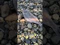 Hood Canal residents report dozens of dead fish