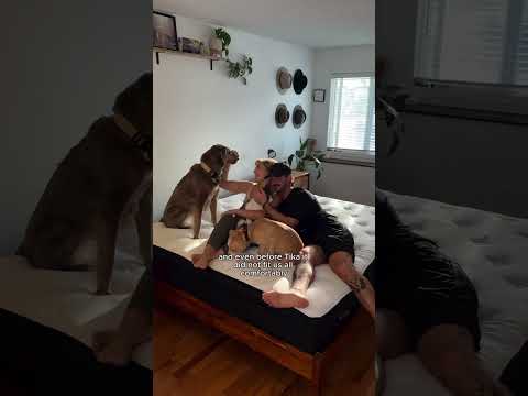 A couple sizing up to a bigger Hamuq mattress after adopting a dog