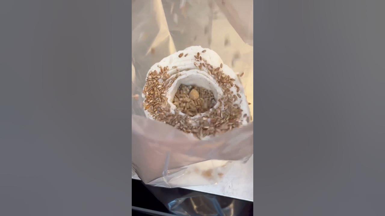 We Grew Oyster Mushrooms on Toilet Paper! Science Project shorts YouTube