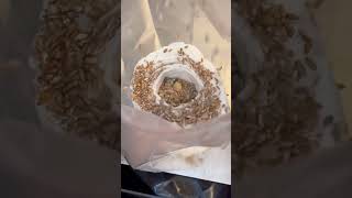 We Grew Oyster Mushrooms On Toilet Paper Science Project shorts