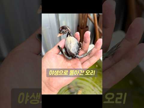 번개 같은 속도로 잠수하는, 이 독특하게 생긴 작은 오리가 정확히 어떤 품종인지 아시나요? #동물 #animals thumbnail