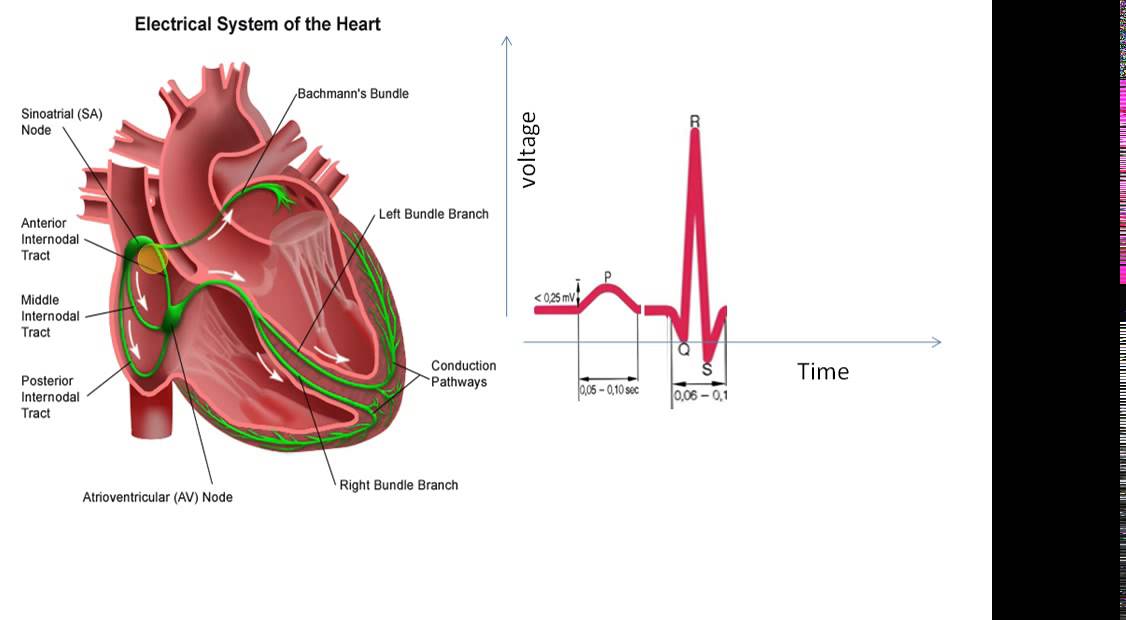 Зүрхний цахилгаан бичлэгийг хэрхэн зөв унших вэ?Бичлэг 2